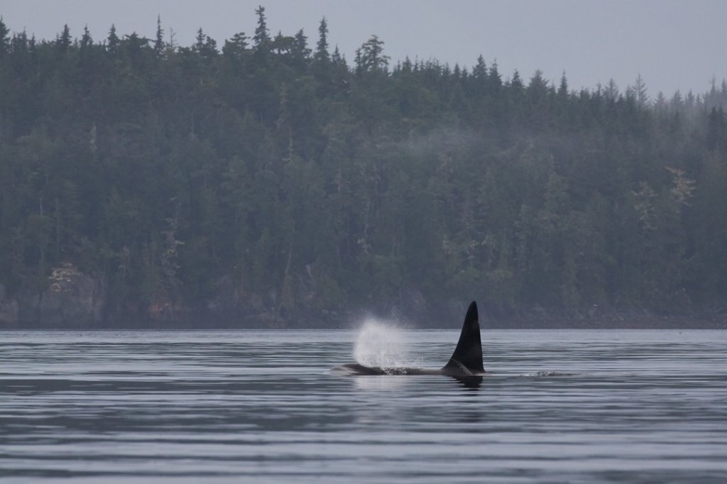 Orca, Johnstone Strait